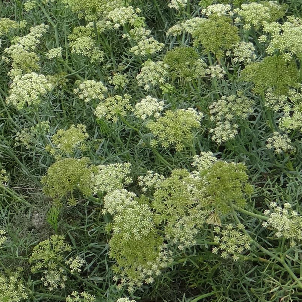 Crithmum maritimum - Crithmum maritimum - Plantes