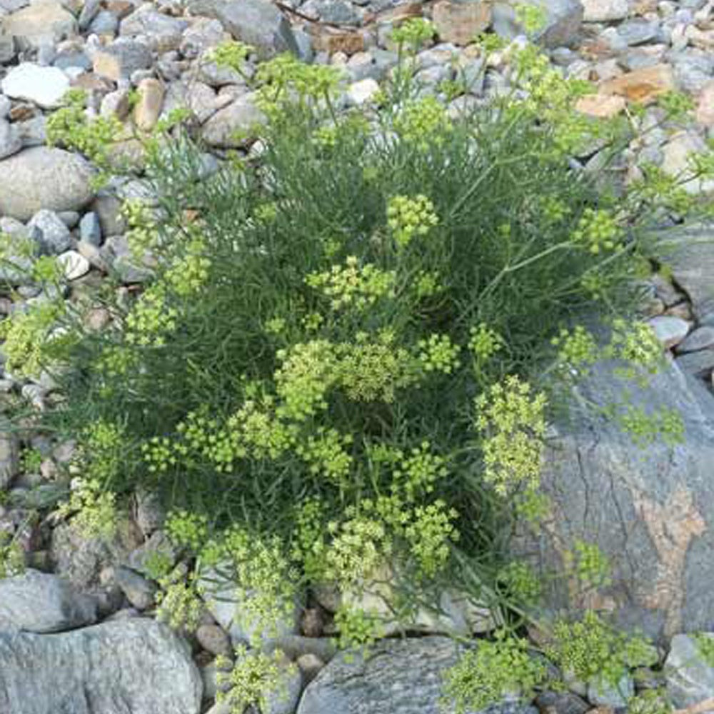 Crithmum maritimum - Crithmum maritimum - Willemse