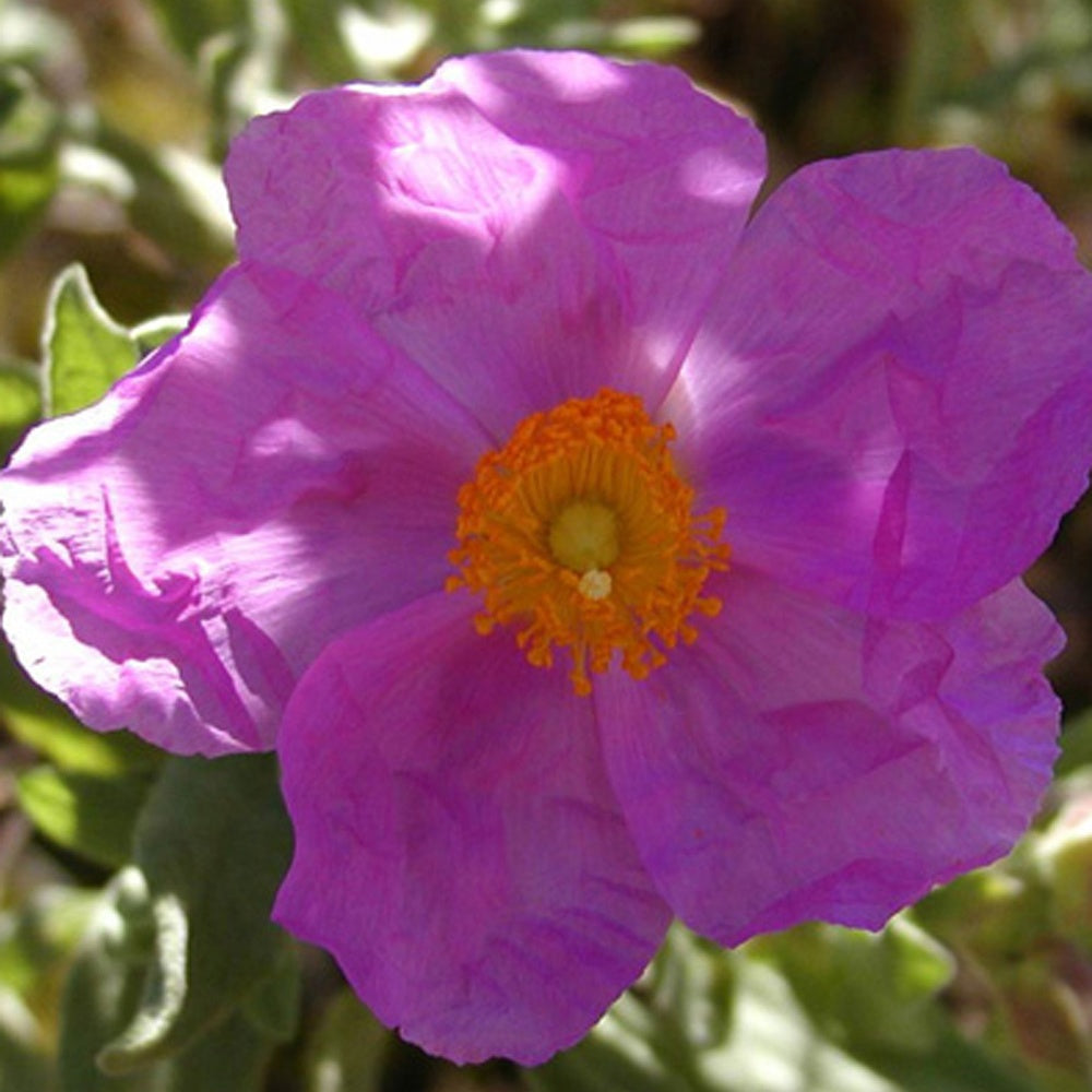 Ciste cotonneux - Cistus albidus - Willemse