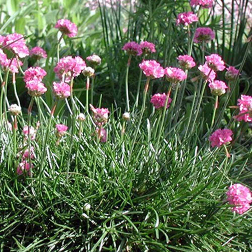 Gazon d'Espagne Splendens - Armeria maritima 'splendens' - Willemse