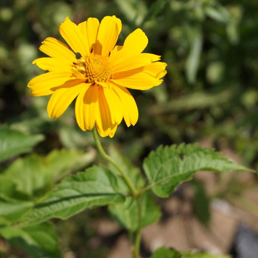 Héliopside Sommersonne - Heliopsis helianthoides Summer Sun - Willemse