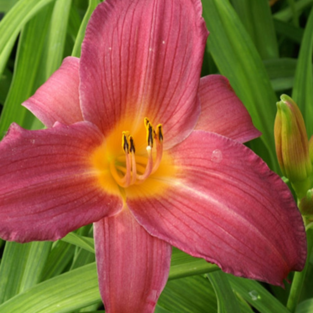 Hémérocalle Sugar Candy - Hemerocallis sugar candy - Willemse