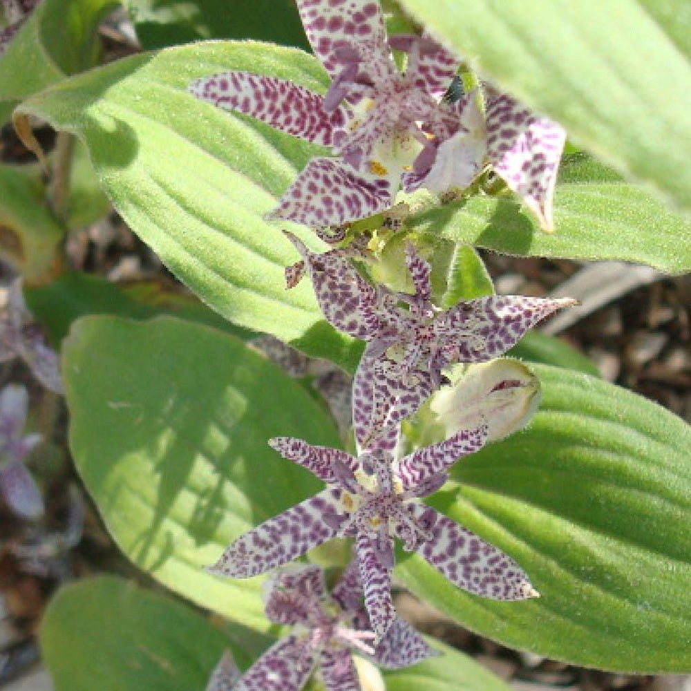 Lis Orchidée - Tricyrtis hirta Miyazaki - Willemse