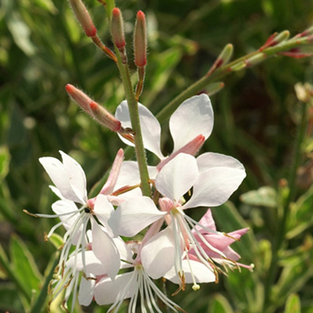 Gaura lindheimeri Corrie's Gold - Gaura Corrie's Gold - Gaura