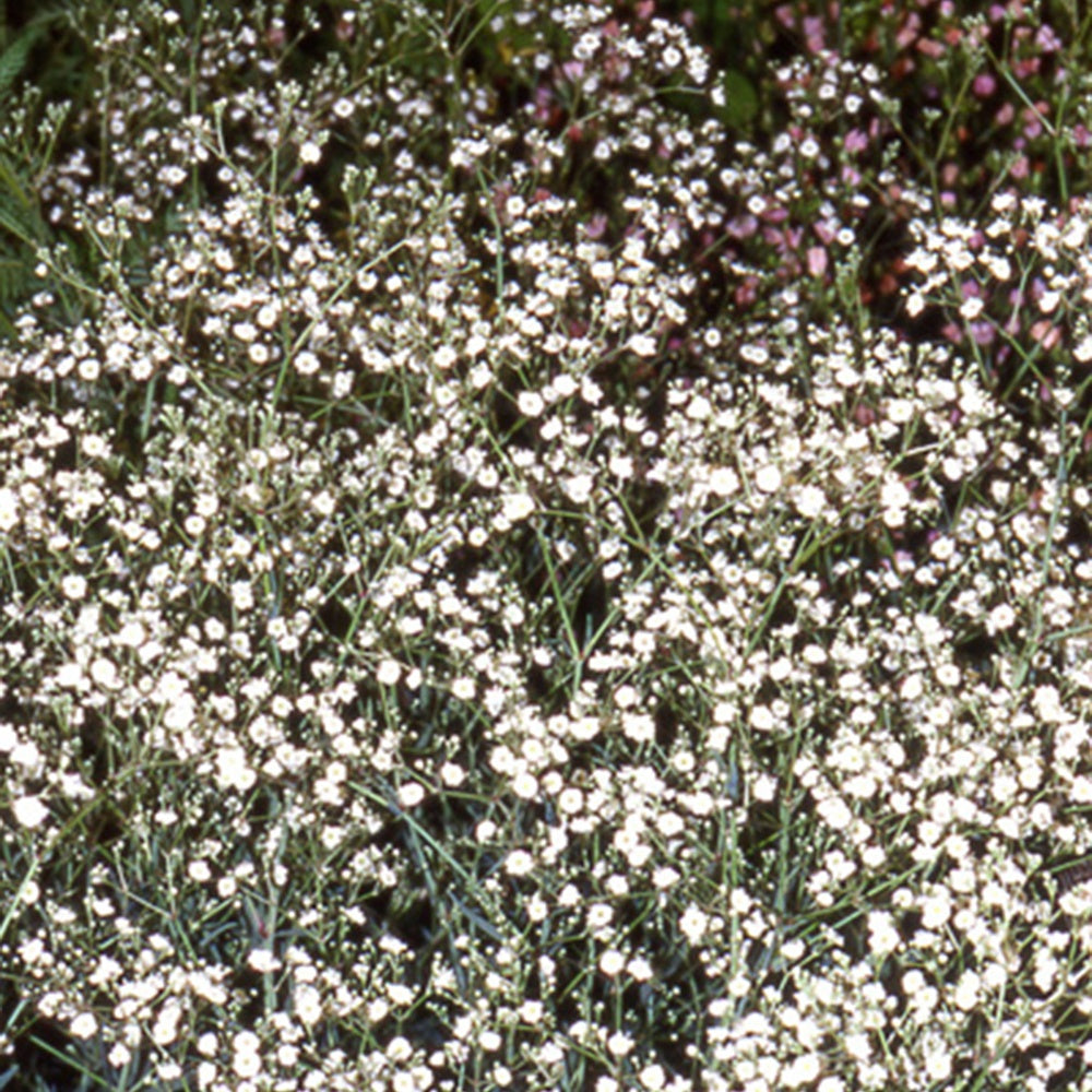 Brouillard Bristol Fairy Gypsophile Bristol Fairy - Gypsophila paniculata Bristol Fairy - Willemse