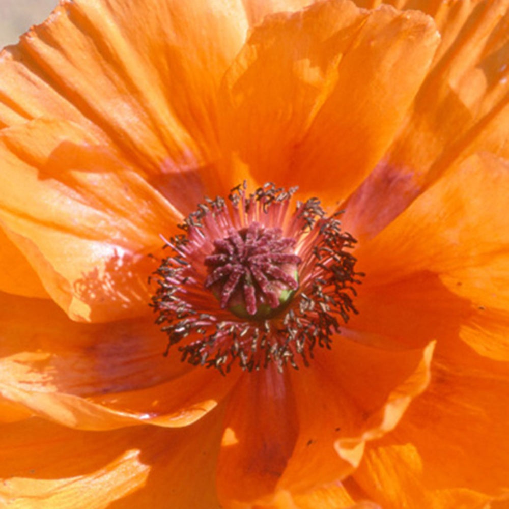 Pavot d'Orient Harvest Moon - Papaver orientale harvest moon - Willemse