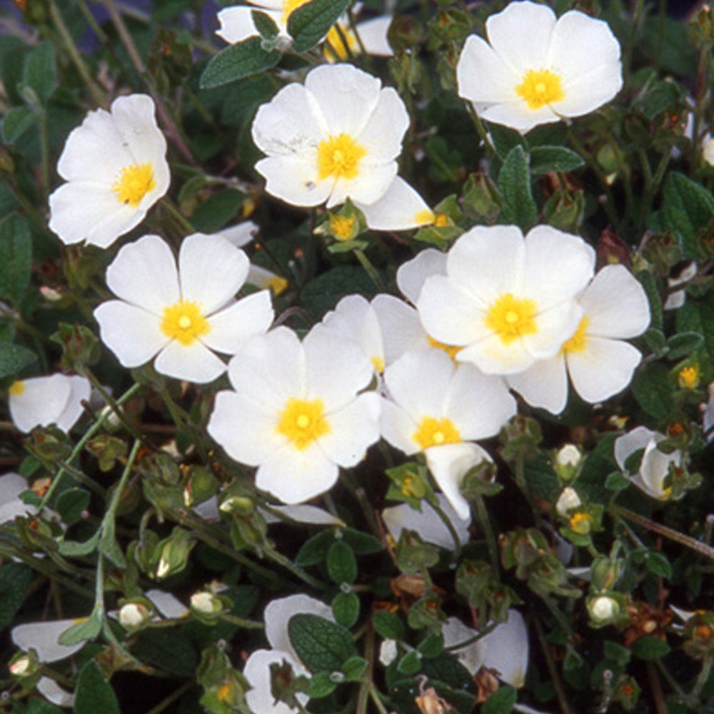 CIste obtusifolius - Cistus obtusifolius - Plantes