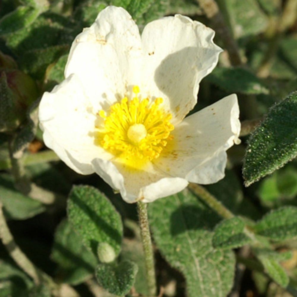 CIste obtusifolius - Cistus obtusifolius - Arbustes