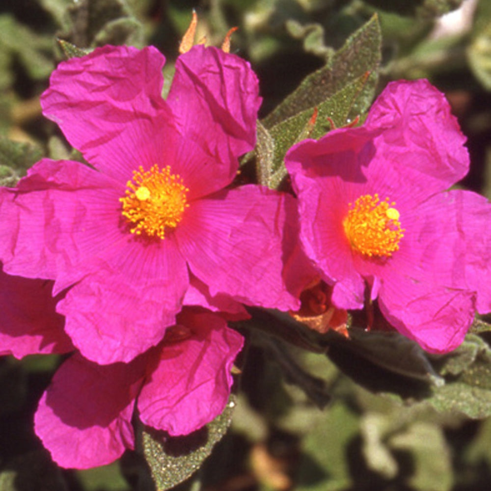 Ciste pulvérulent - Cistus pulverulentus - Plantes