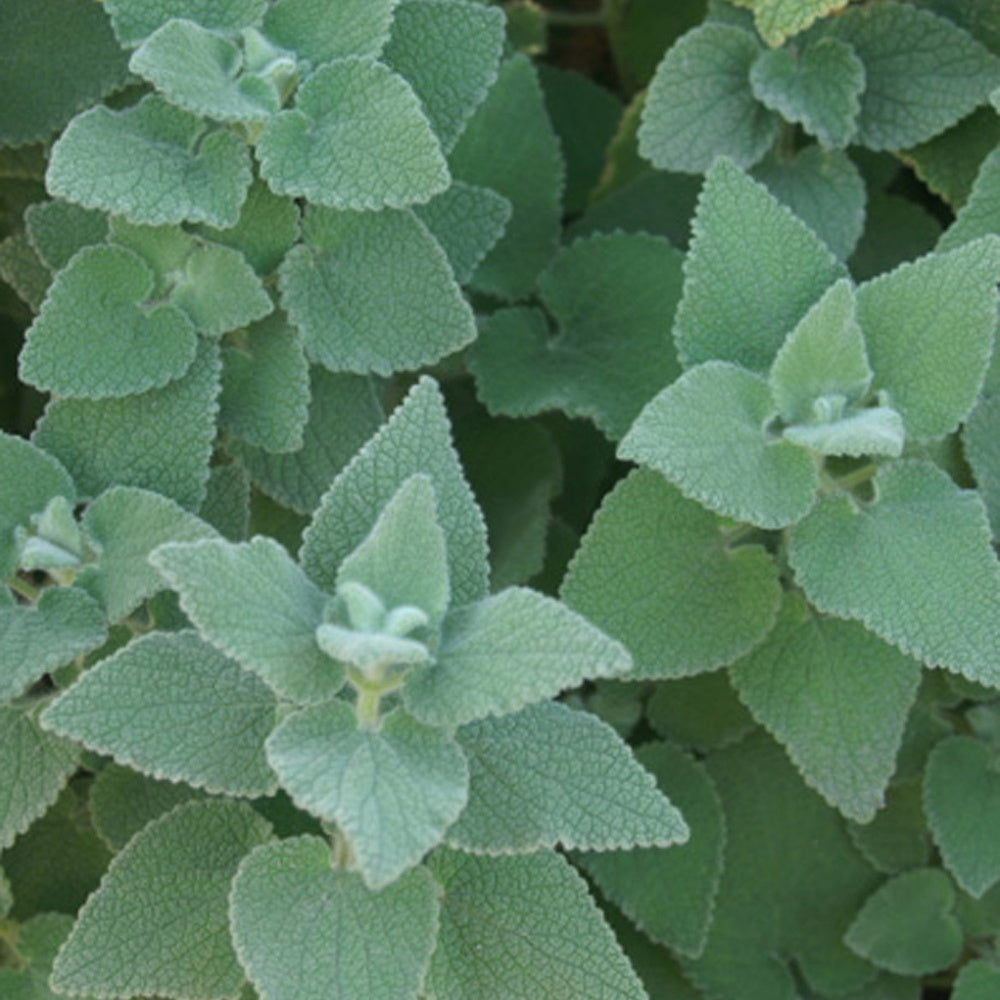 Ballota hirsuta - Willemse