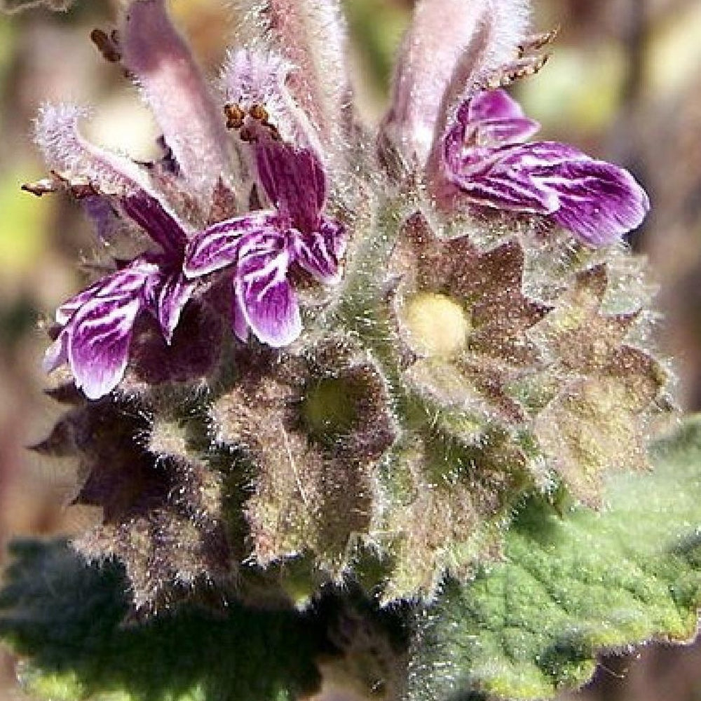 Ballota hirsuta - Ballota hirsuta - Willemse