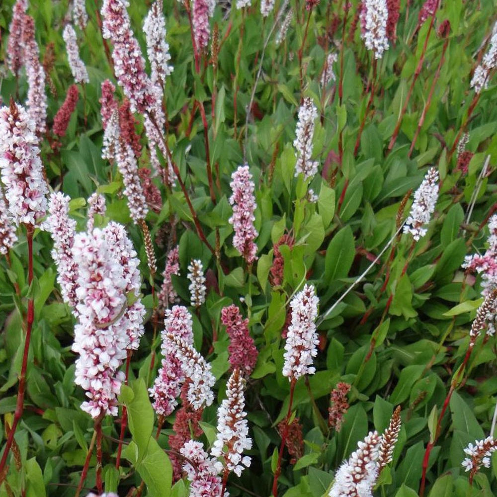 Renouée Donald Lowndes - Persicaria affinis Donald Lowndes - Plantes vivaces