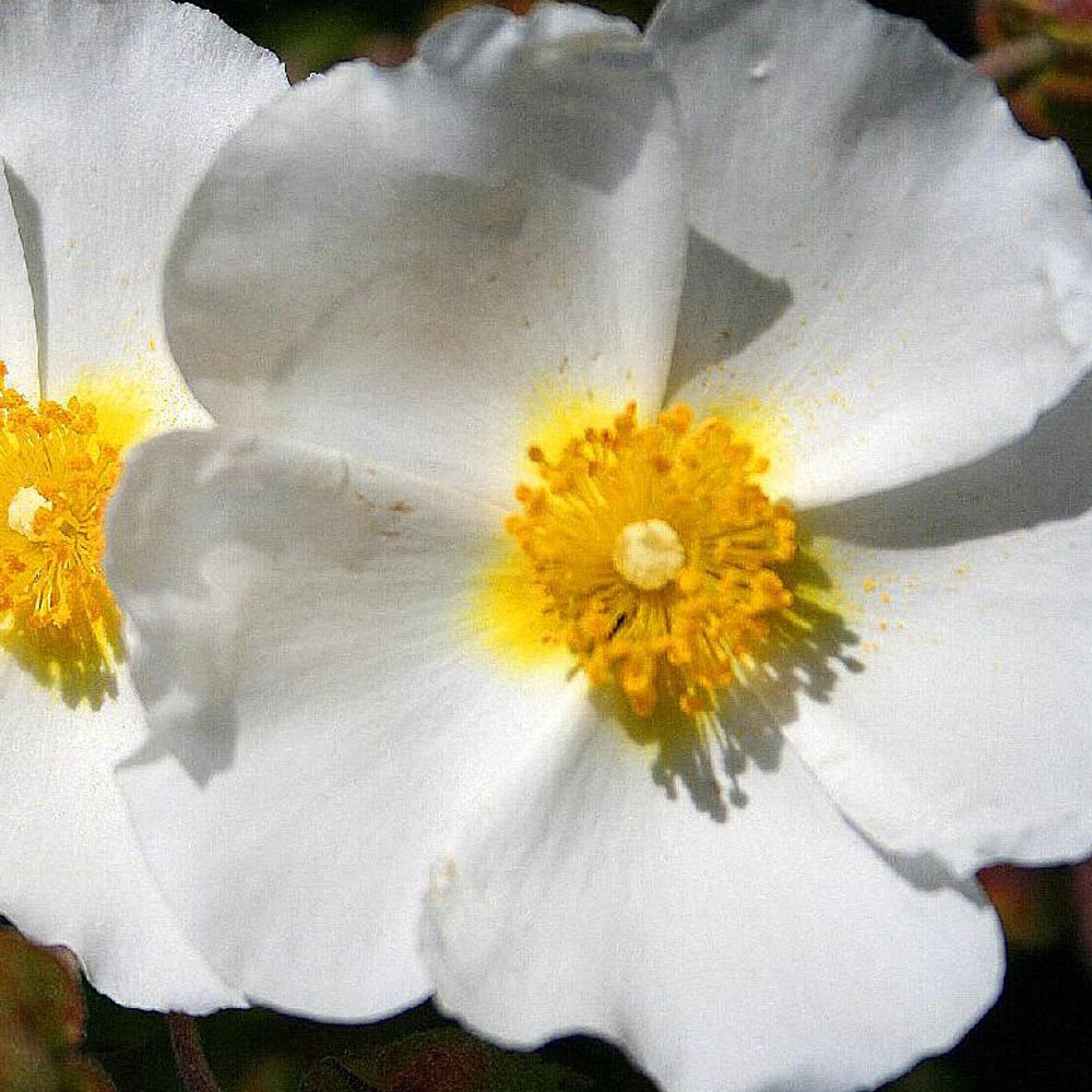 Ciste de Montpellier - Cistus monspeliensis - Willemse