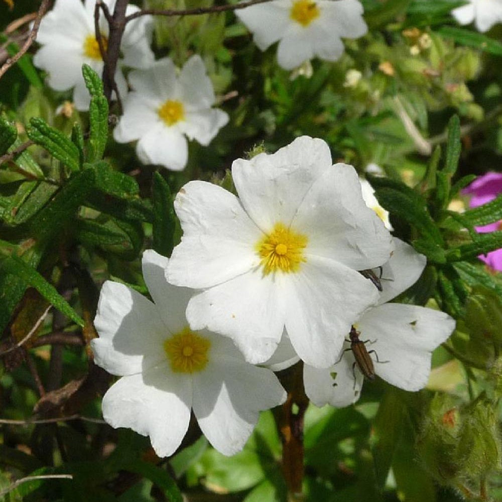 Ciste de Montpellier - Cistus monspeliensis - Arbustes