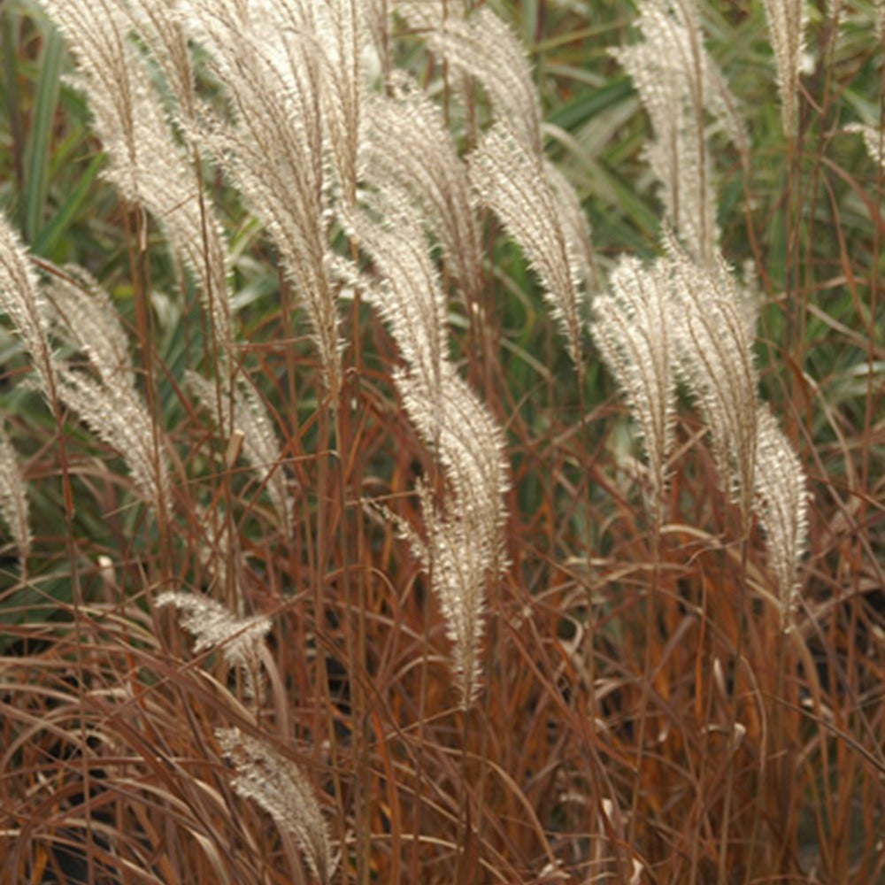 Miscanthus sinensis Adagio - Eulalie Adagio - Eulalie - Roseau de Chine