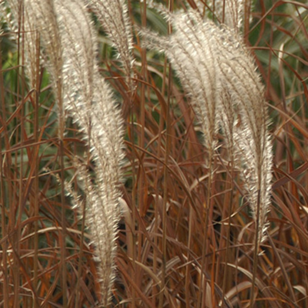 Eulalie - Roseau de Chine - Eulalie Adagio - Miscanthus sinensis Adagio