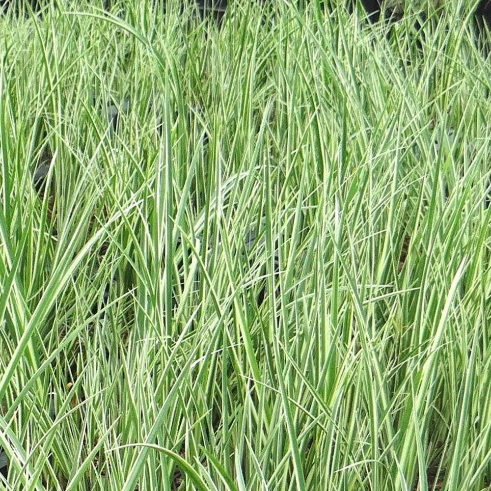 Acore gramineus strié d'argent - Acorus gramineus argenteostriatus - Willemse