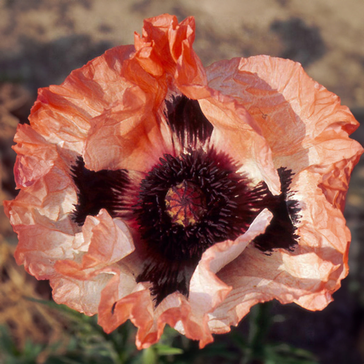 Pavot d Orient Picotee - Papaver orientale 'picotee' - Willemse