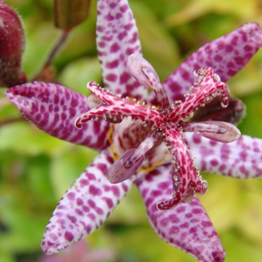 Lis des crapauds hirta - Tricyrtis hirta