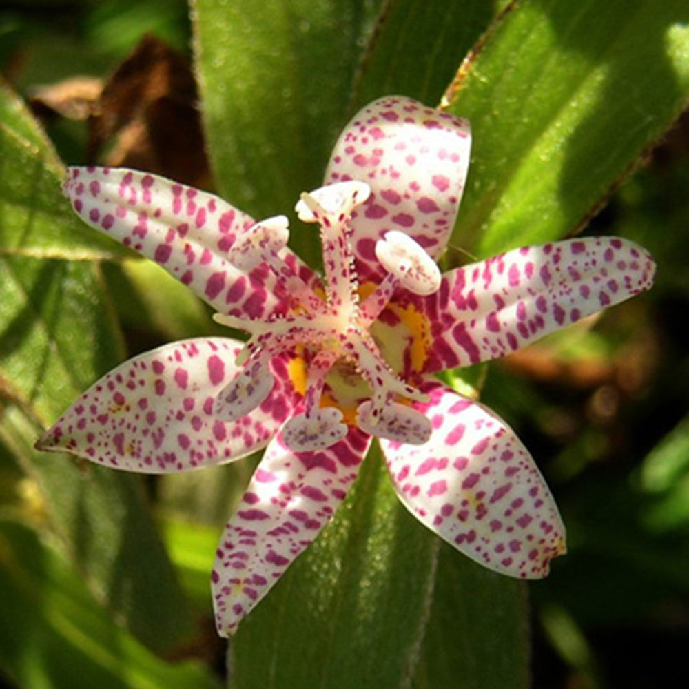 Lis des crapauds hirta - Tricyrtis hirta - Willemse