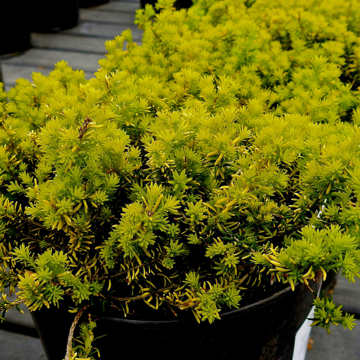 Bruyère d'hiver Golden Starlet - Willemse