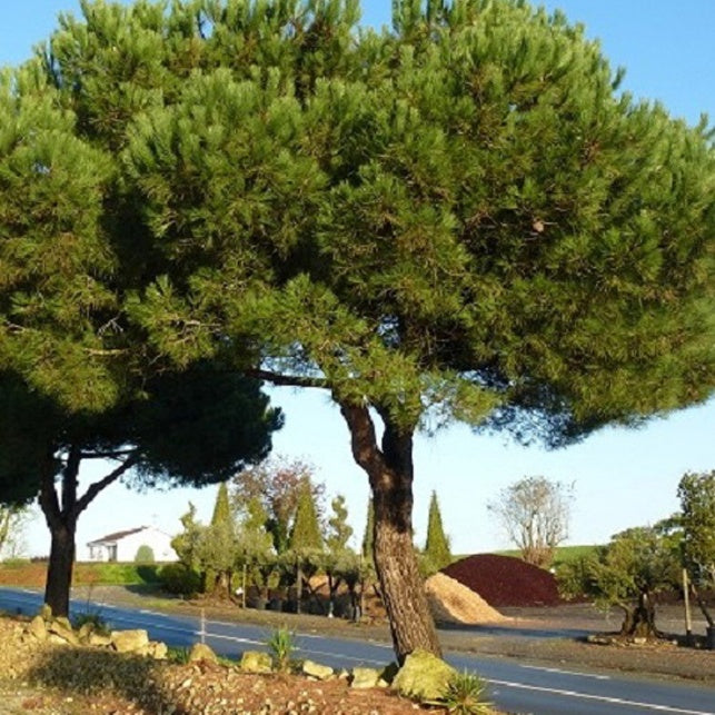 Pin parasol - Pinus pinea - Willemse