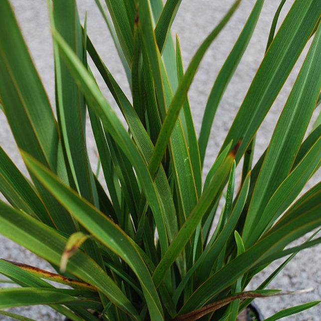 Phormium tenax - Willemse