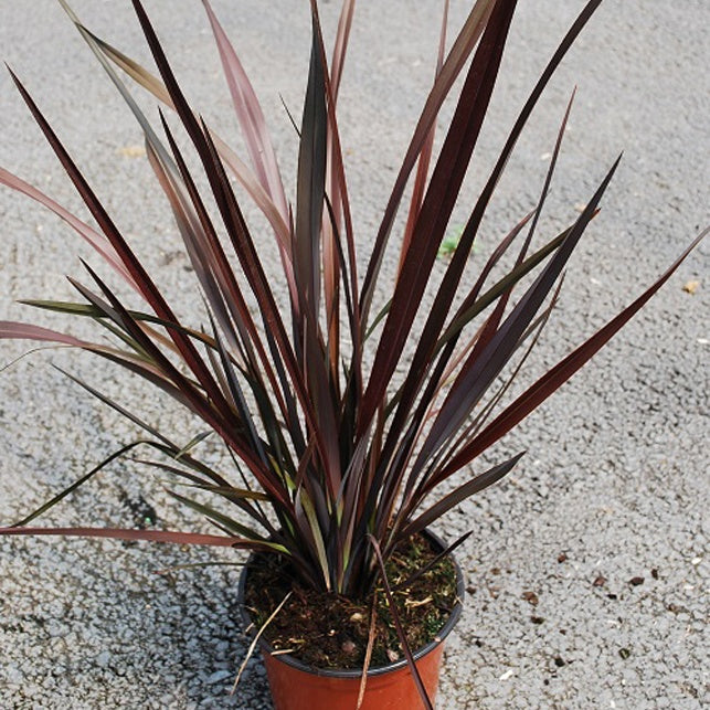 Phormium tenax Purpureum - Phormium tenax purpureum - Willemse