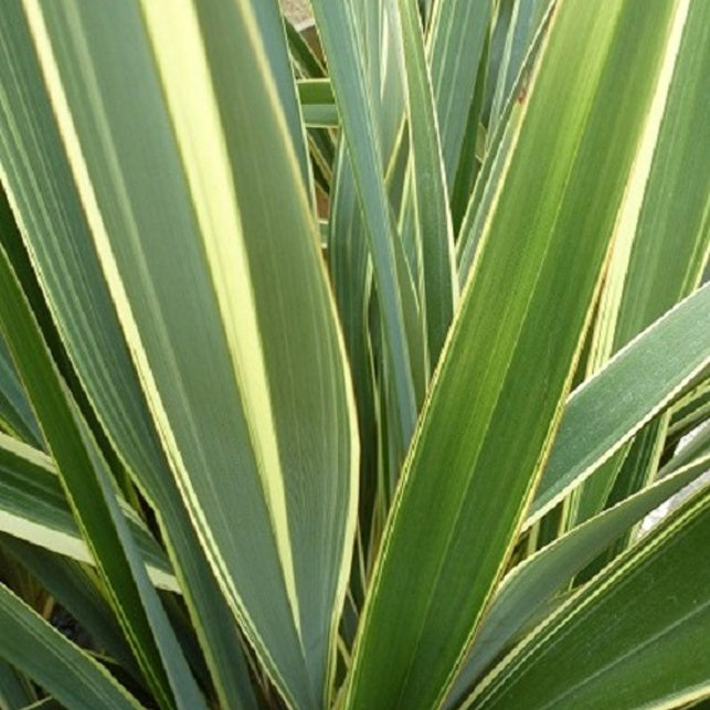 Lin de Nouvelle - Zélande Variegatum - Willemse