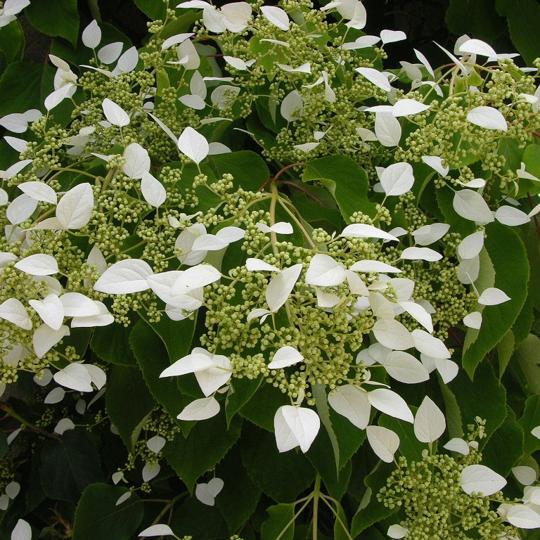 Schizophragma hydrangeoïdes - Hortensia grimpant du Japon - Hortensias grimpants