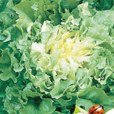 Chicorée scarole Grosse bouclée Nuance Bio - Willemse