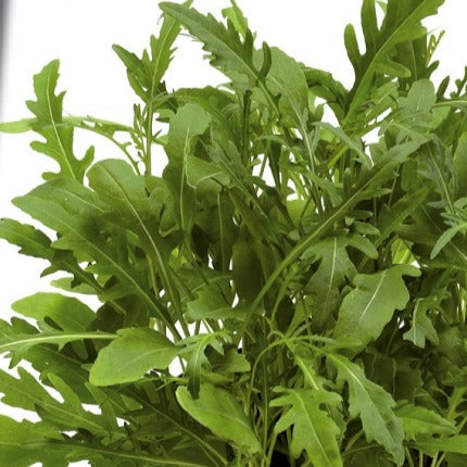 Roquette sauvage Sylvetta - Wild Rocket - Diplotaxis selvatica sylvetta - Willemse