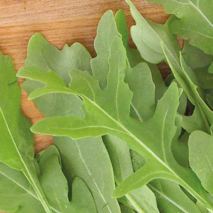 Roquette sauvage Rocky Wild Bio - Willemse