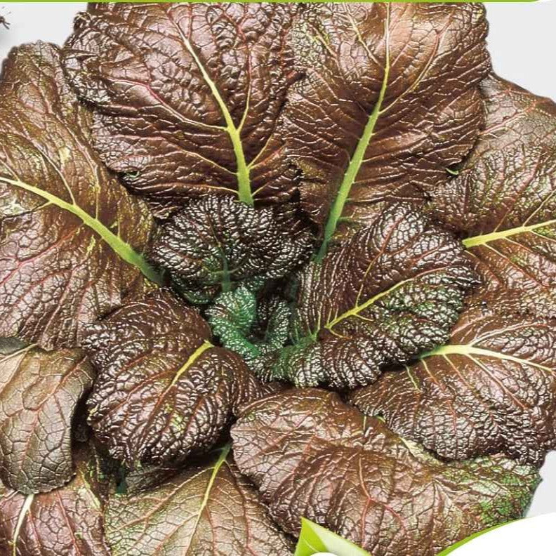 Moutarde rouge de Chine Red Giant Bio - Willemse