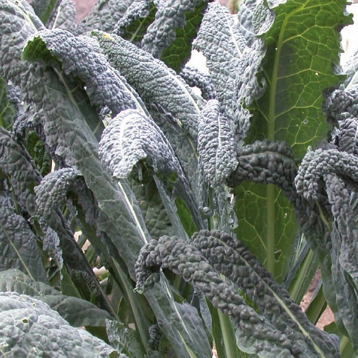 Chou palmier lancinate Nero di Toscana Bio - Brassica oleracea Nero di Toscana - Willemse