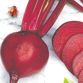 Betterave rouge de Détroit 2 - Storuman Bio - Willemse