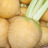 Chou navet Goldana Bio - Willemse