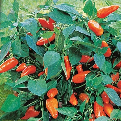 Poivron pour pot Tangerine Dream F1 - Willemse