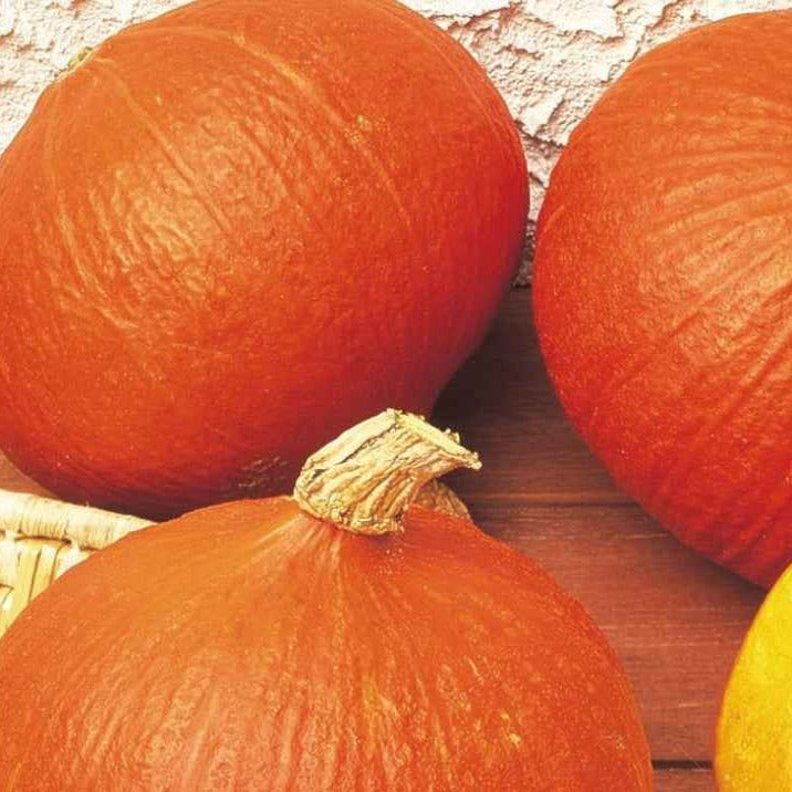 Potiron Uchiki Kuri Bio - Cucurbita maxima uchiki kuri - Potager