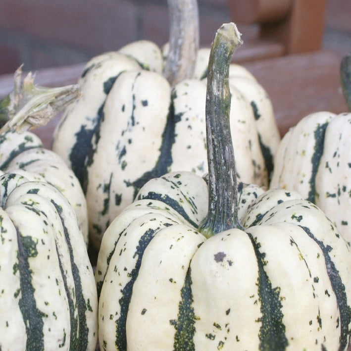 Potiron Sweet Dumpling Bio - Cucurbita maxima sweet dumpling - Potager