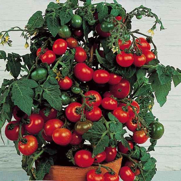 Tomate-cerise pour pot Minibel - Lycopersicon lycopersicum minibel - Potager