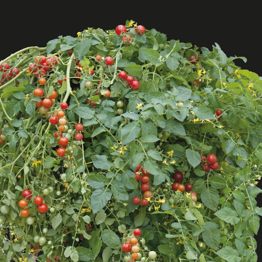 Tomate-cerise Micro Cherry - Willemse