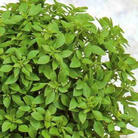 Basilic Grec nain compact pour pot Minette - Willemse