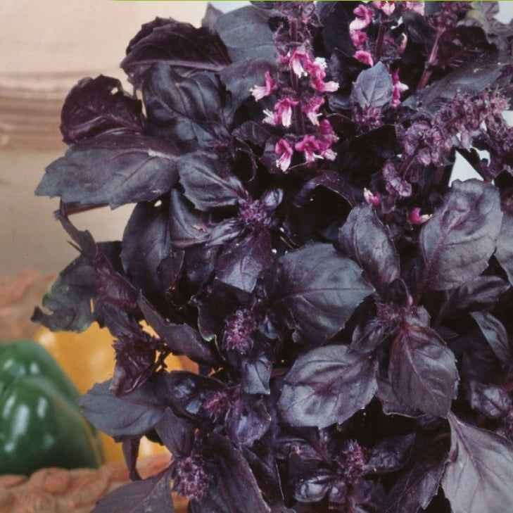Ocimum basilicum dark opal - Basilic pourpre Dark Opal Bio - Graines d'aromatiques Bio