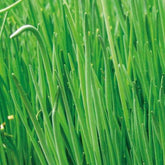 Ciboulette grosse feuilles Staro Bio - Willemse