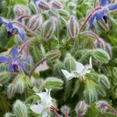 Bourrache Bleu et Blanche - Willemse
