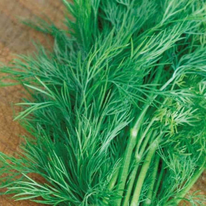 Aneth Bouquet Bio - Willemse