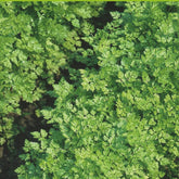Cerfeuil à feuilles plates Massa Bio - Willemse