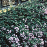 Thym d'hiver Bio - Willemse