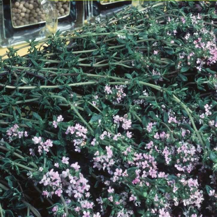 Thym d'hiver Bio - Thymus vulgaris - Willemse